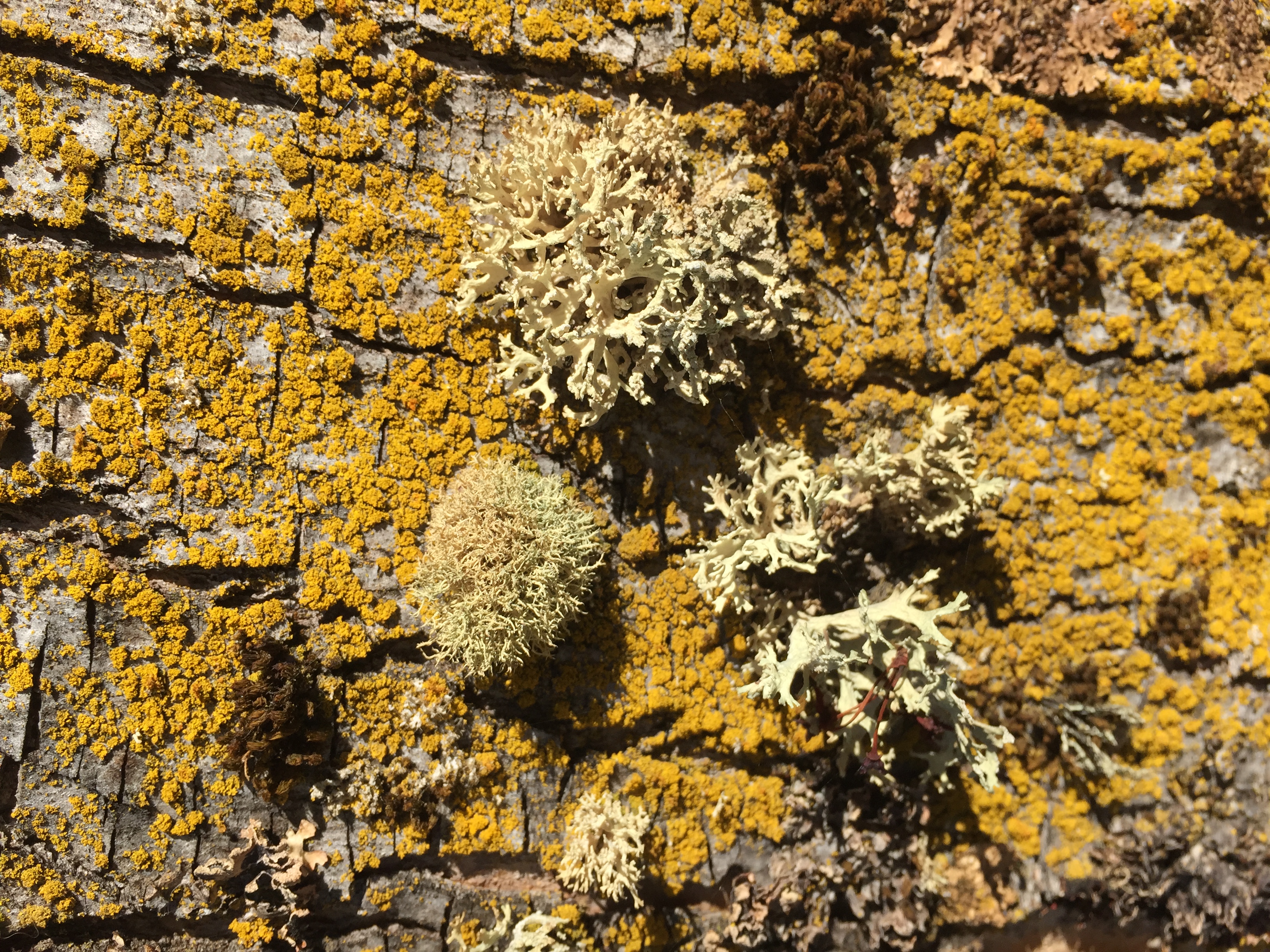 Photograph of Lichen by John Baldwin III in Woodburn, OR